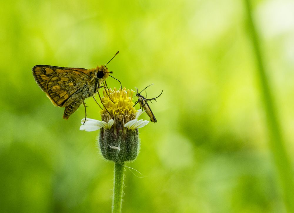 BFF (best friend forever)