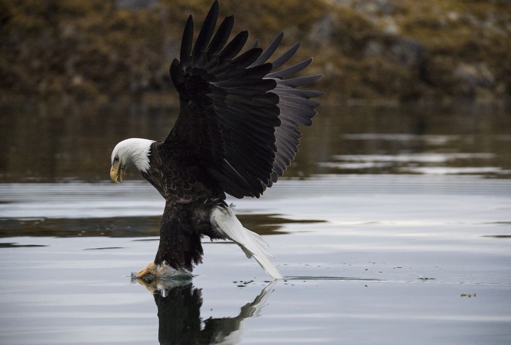 Bald eagle in action