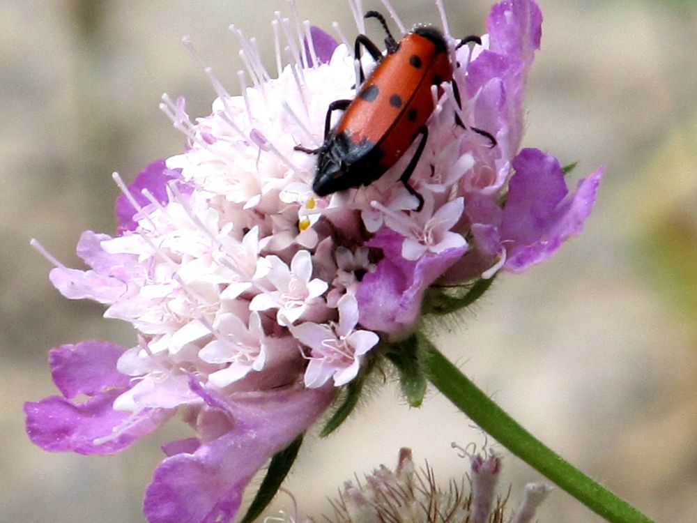 Нарывник четырехточечный (Mylabris quadripunctata)