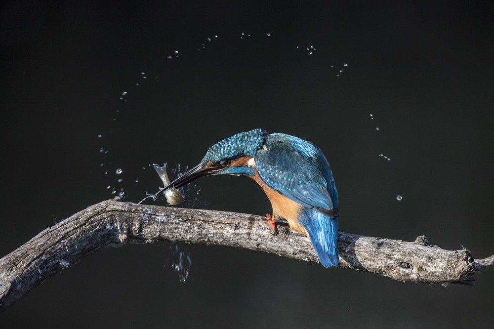 Kingfisher