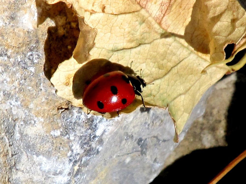 Семиточечная коровка (Coccinella septempunctata)