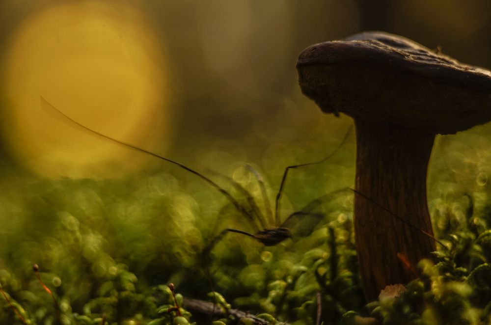 Nightmare in Transylvania