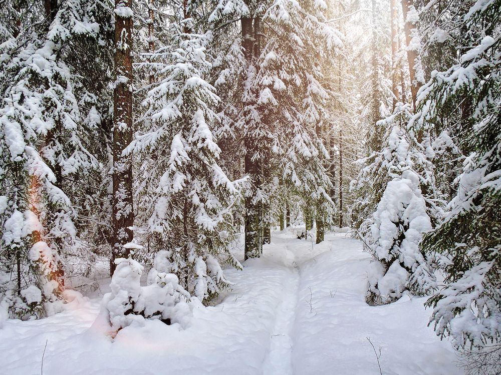 В зимнем лесу