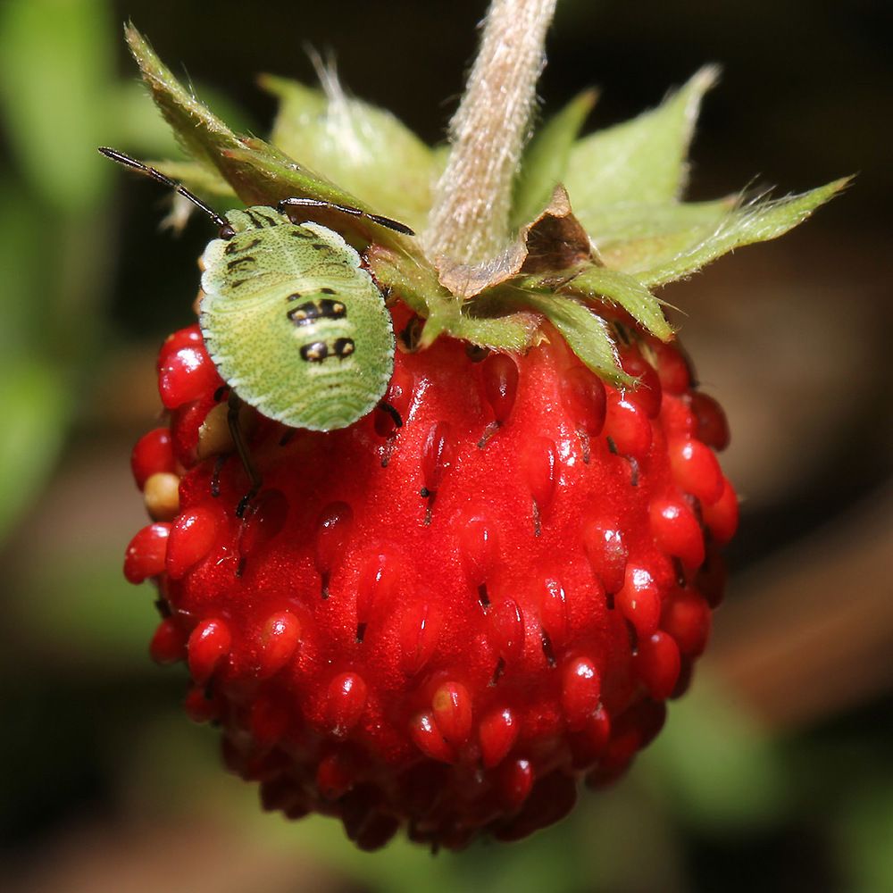 Земляничка