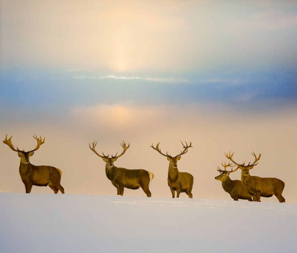 Олени зимой