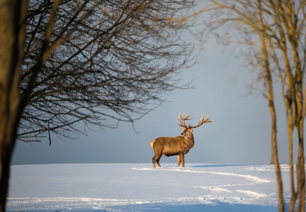 Сбежавший от Санта Клаус