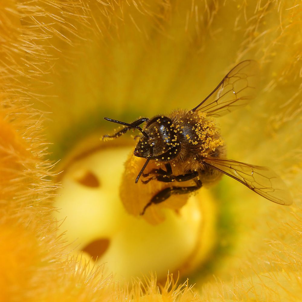 Пчела в цветочной пыльце