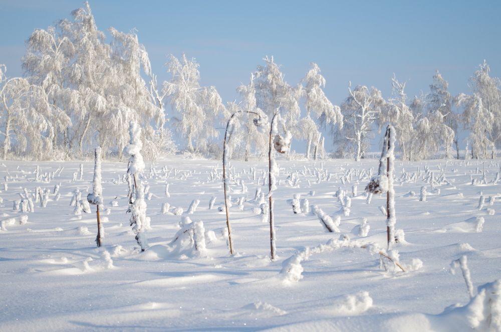 зимний урожай