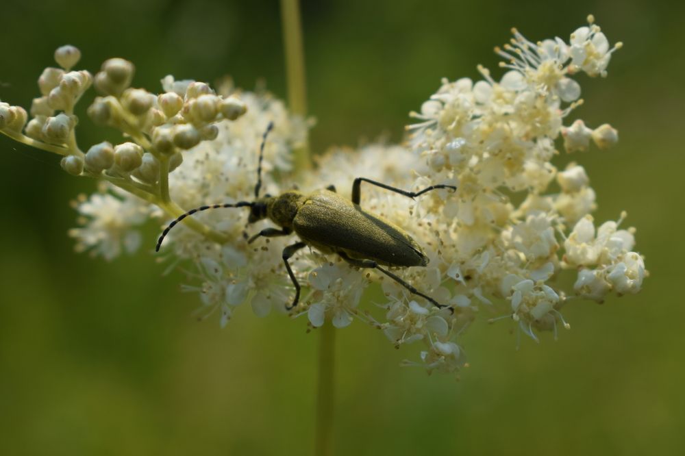 Усатый на белоголовнике