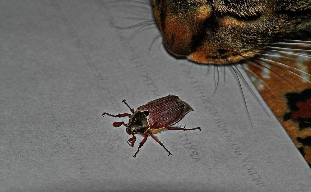 Майский жук