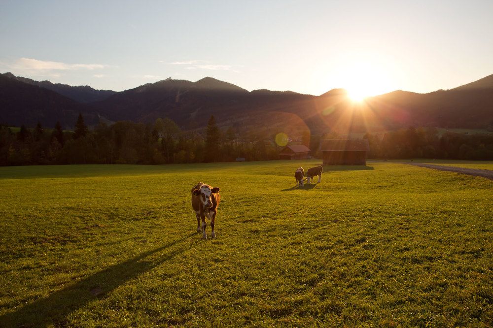 Альпийские луга, 2018