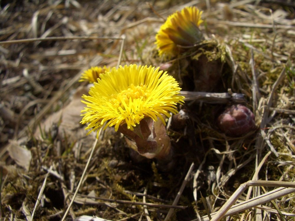 Spring"s coming