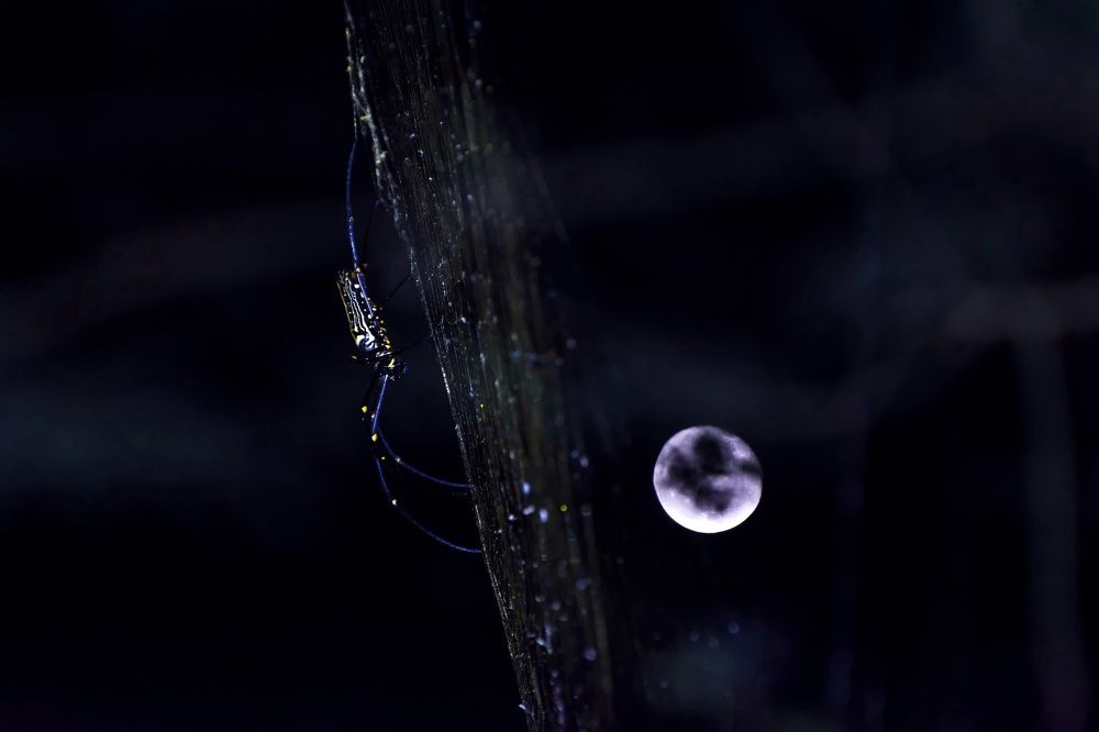 Wating to catch the moon