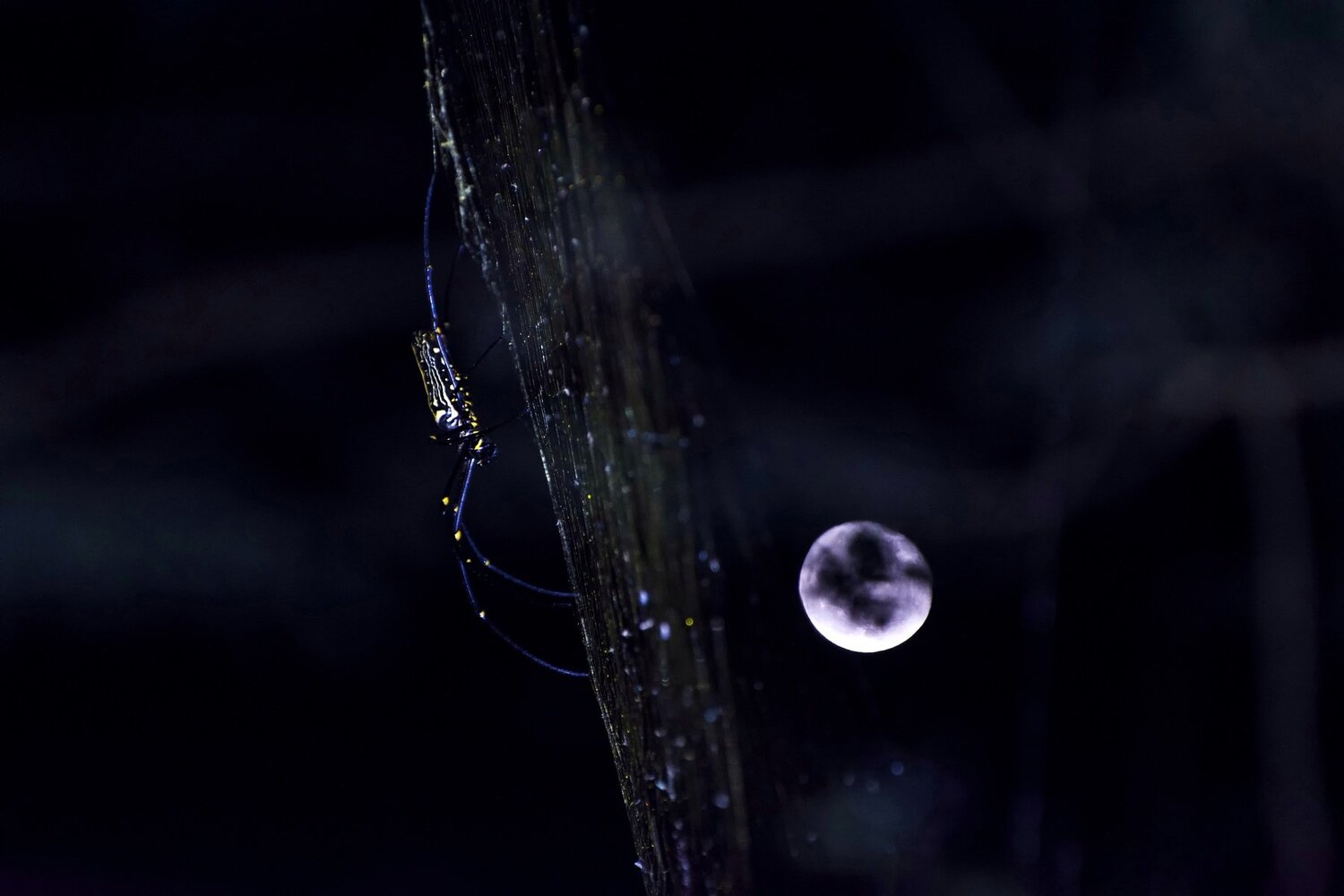 Wating to catch the moon