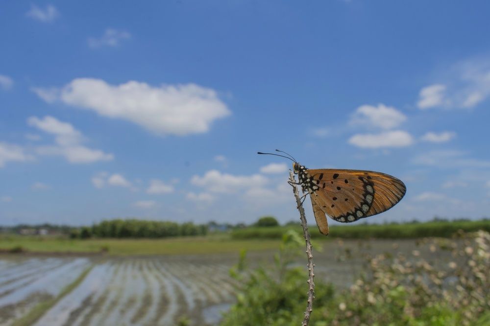 Butterfly under the blue sky