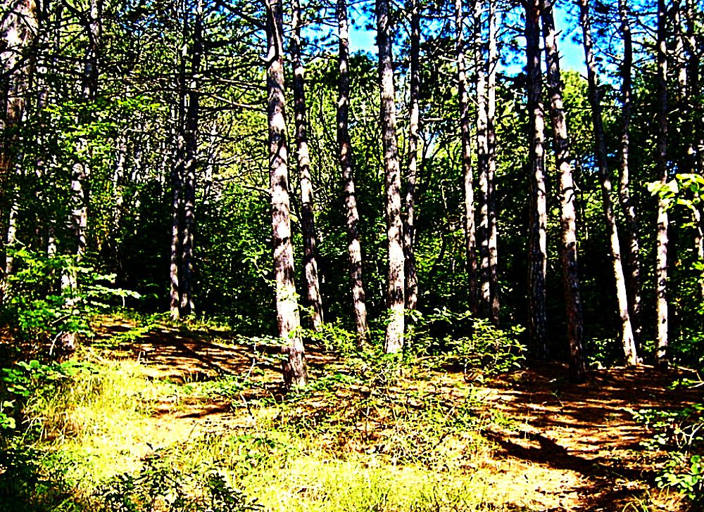 Photograph by Антон