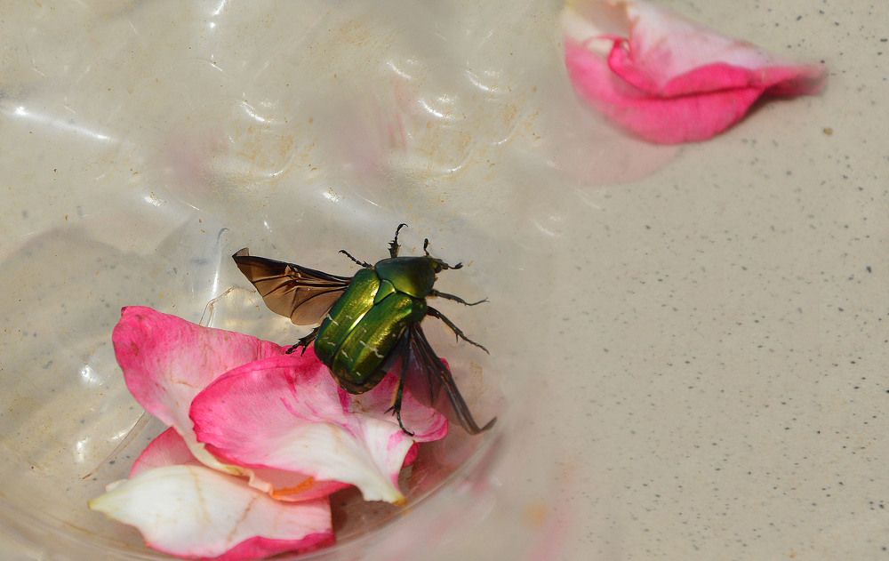 Photograph by Нелли Солодовникова