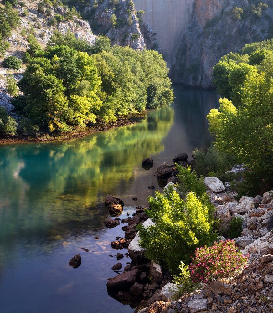 Розовый куст