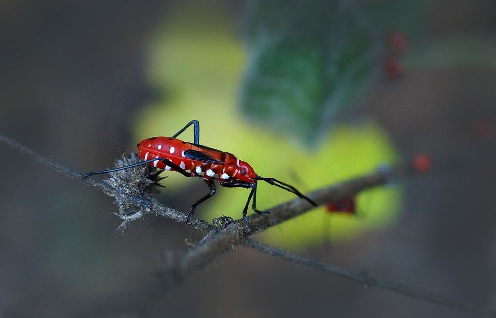 red beetle
