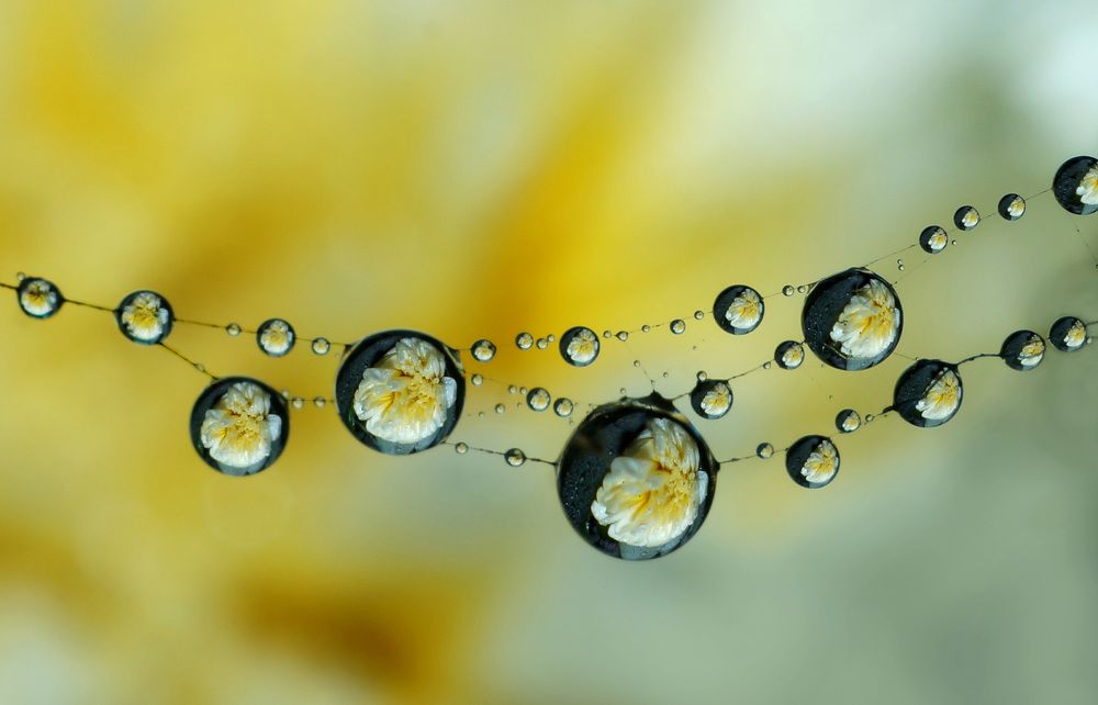 Dew droplets