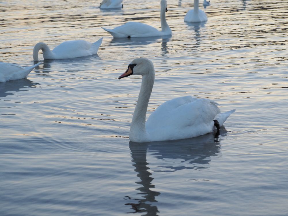 Lovely Swan