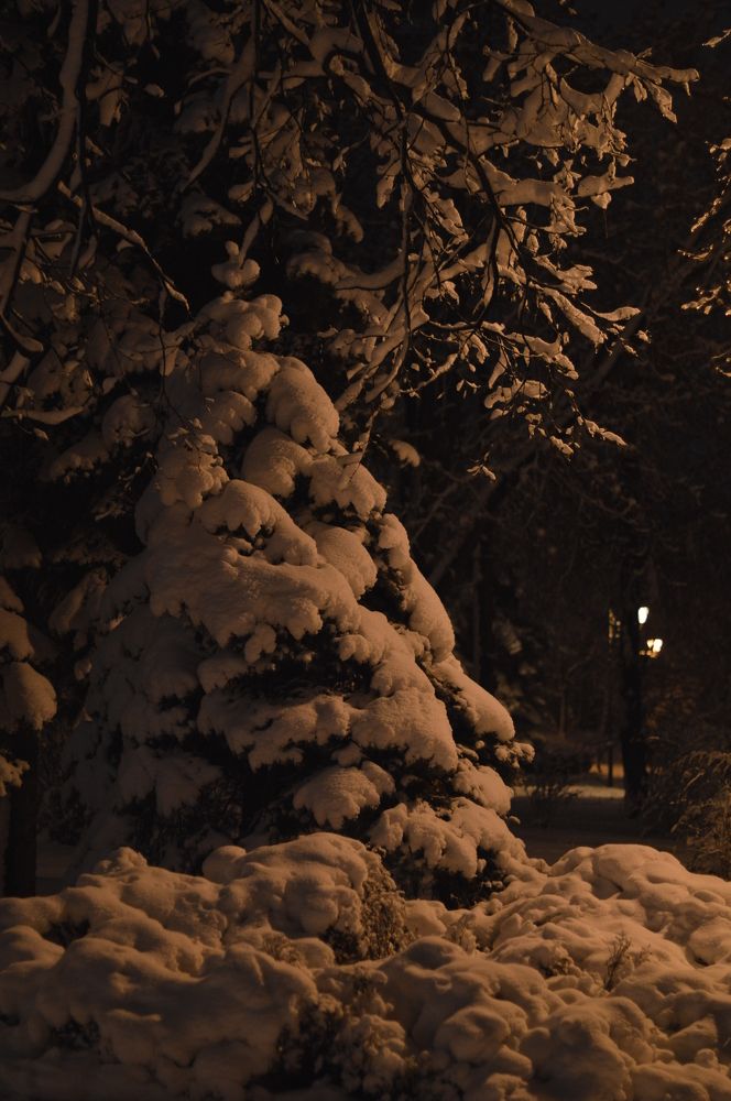 Ялинка під снігом.