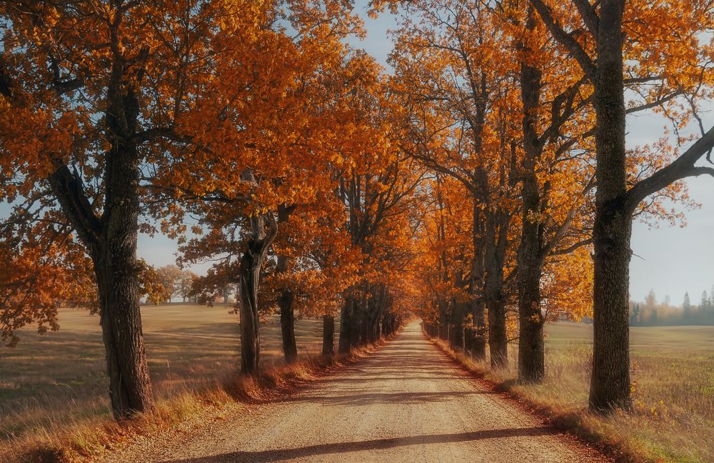 Осенняя дорога