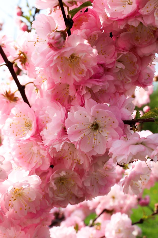 Photograph by Ольга