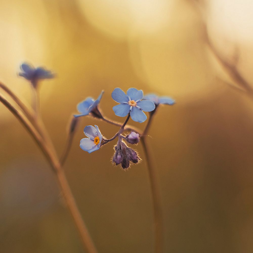 Лесные незабудки