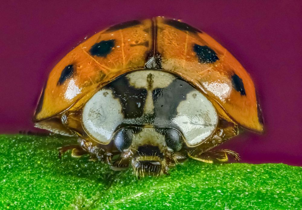 Божья корова