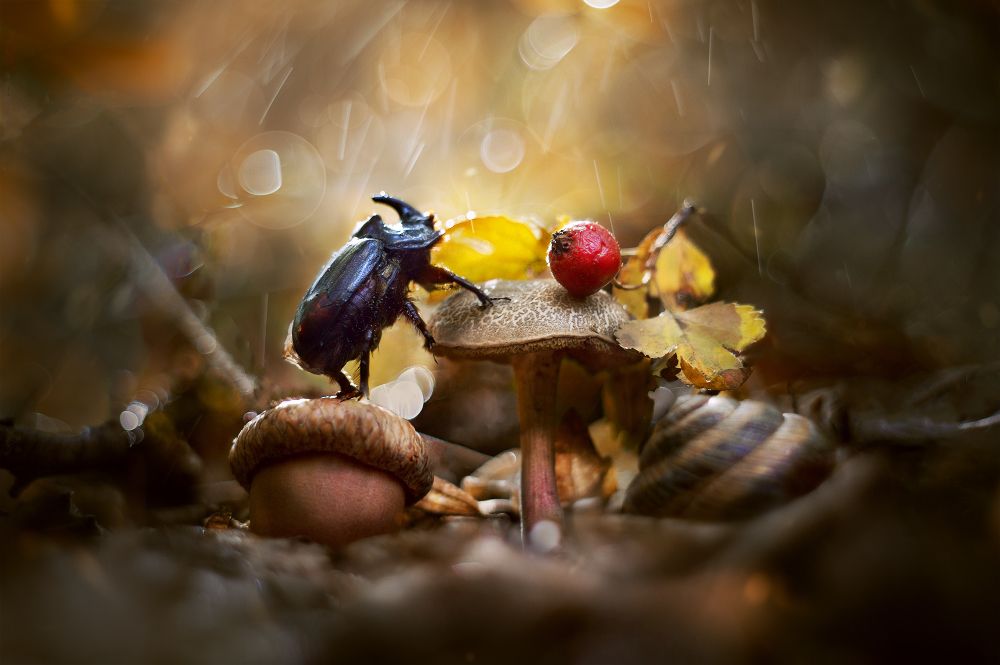 The explorer-treasure hunter of the forest deep