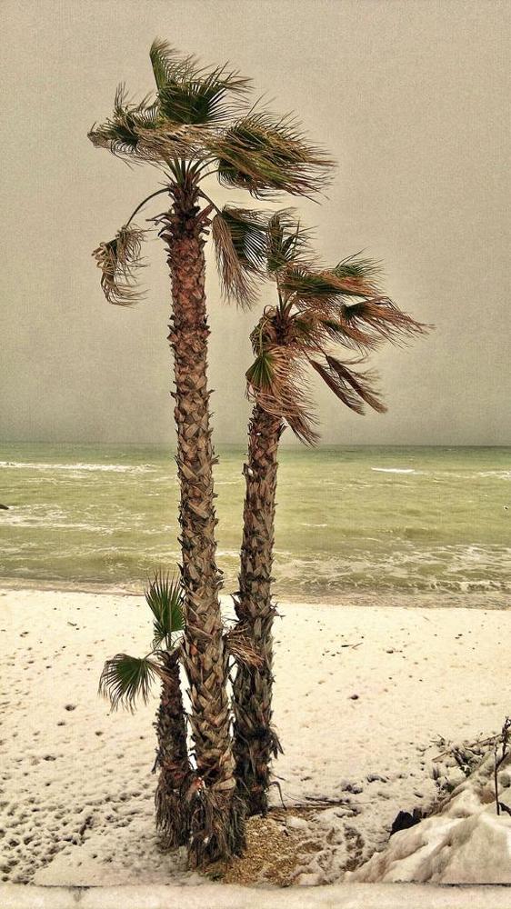 Пальмы в снегу.Порто Реканати