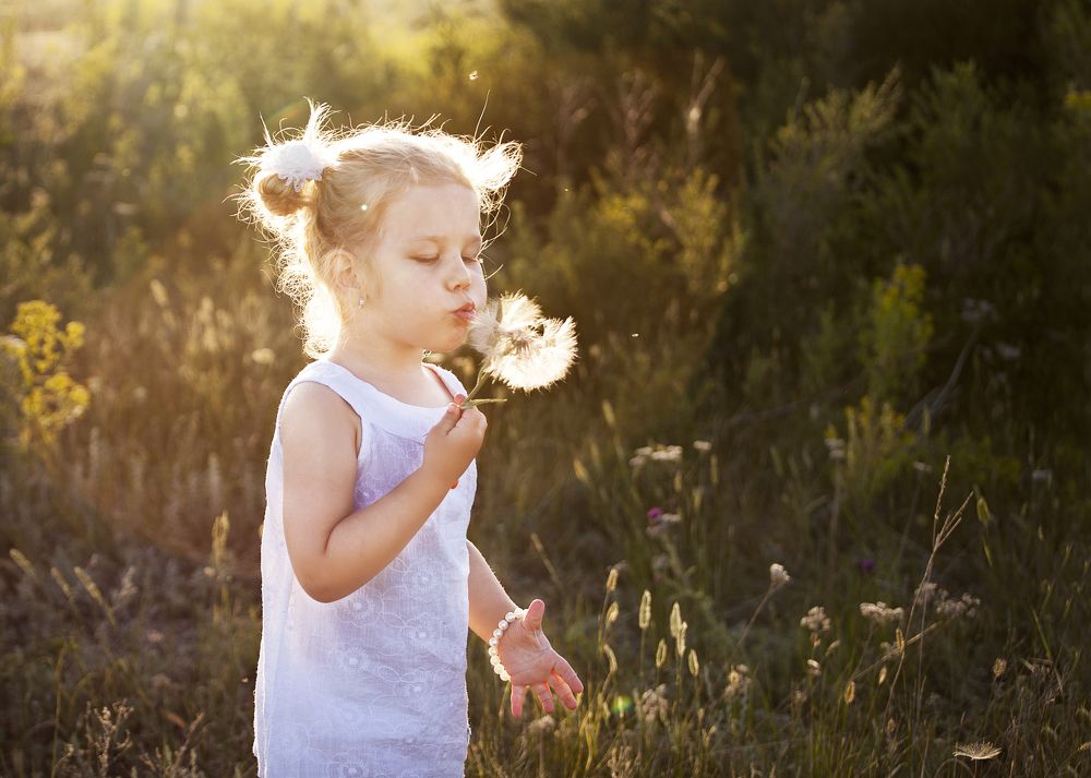 Одуванчики