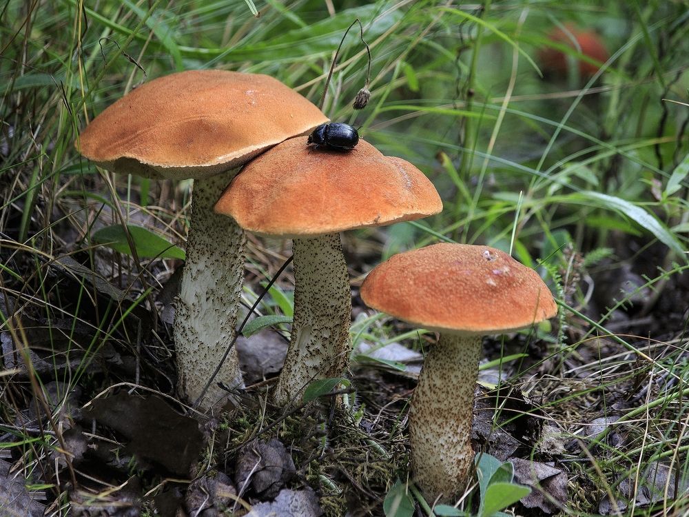 Трехкомнатная квартира