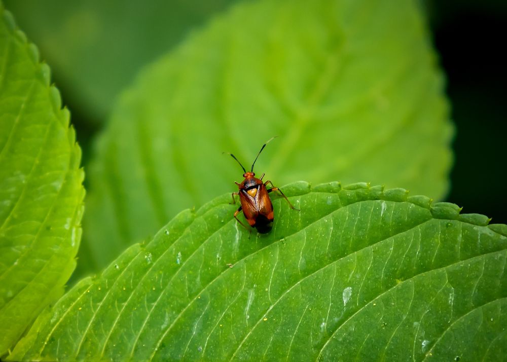 Сердечный юмор Матушки Природы!