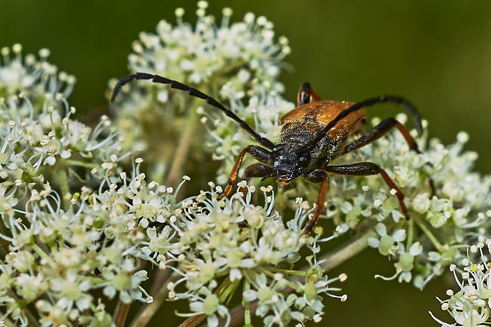 Осторожно, злой...