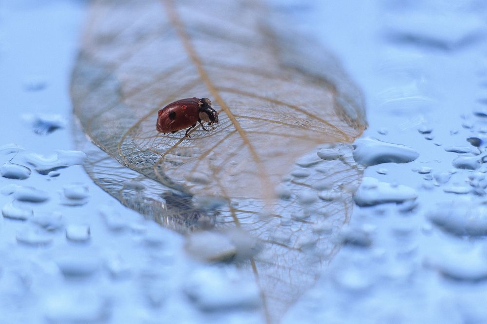 Тяжелая ноша божьей коровки