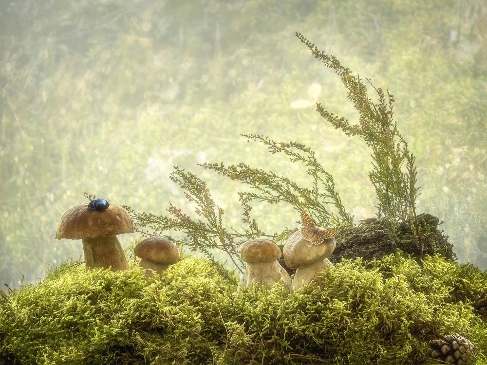 Любители грибов