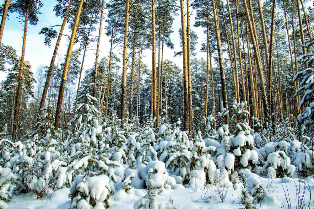 Зимняя сказка