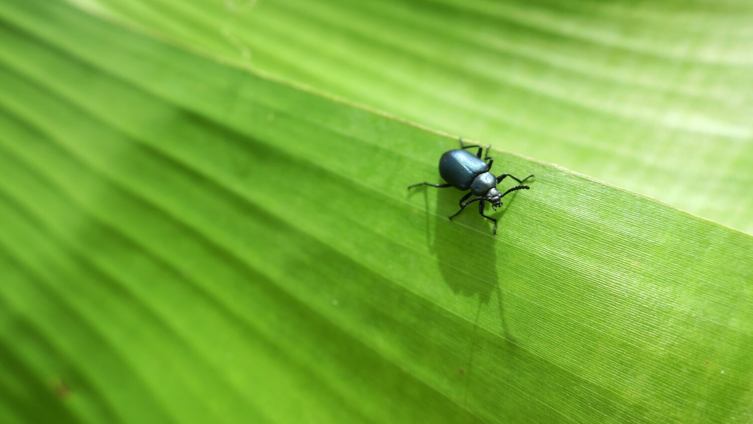 Beetle tales
