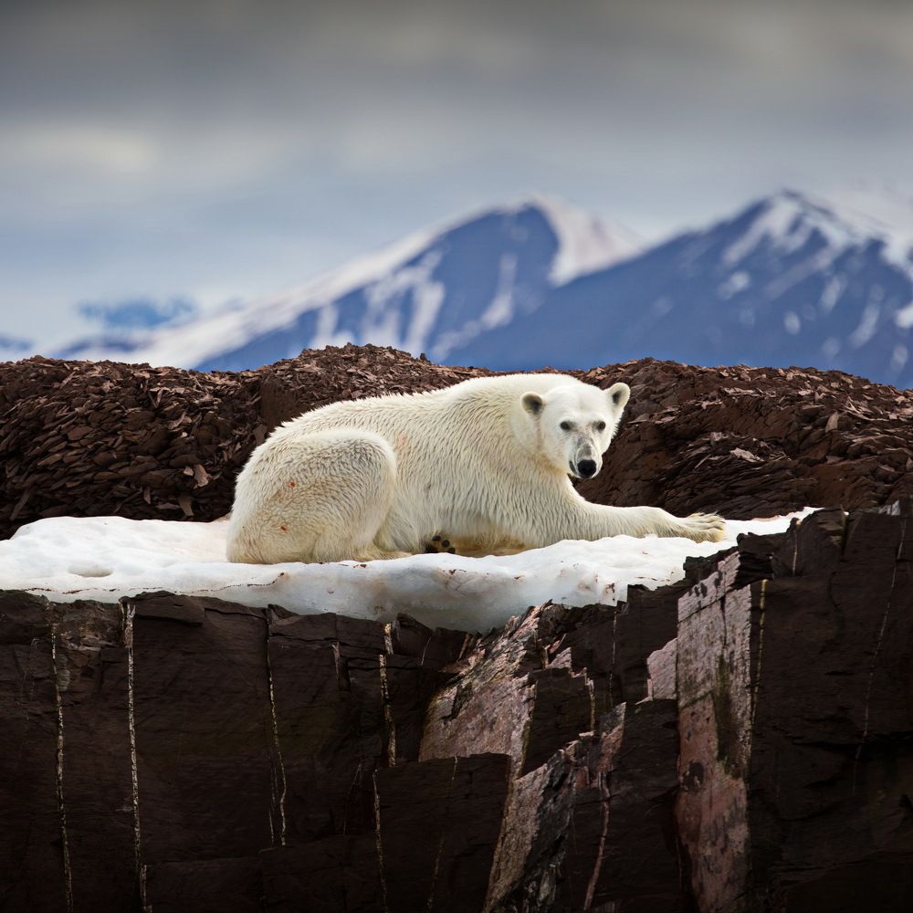 Мишки на Севере