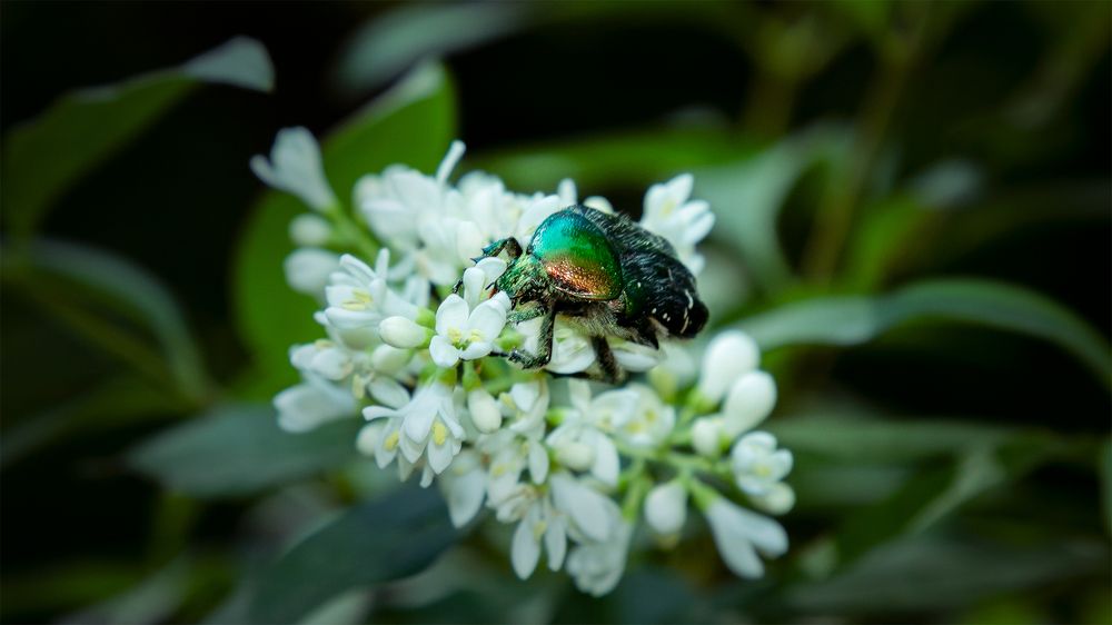 Весенний Пир.