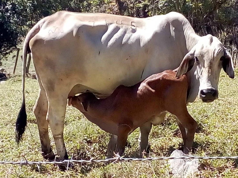 Alimentación Animal