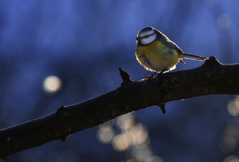 Photograph by Людмила Гудина
