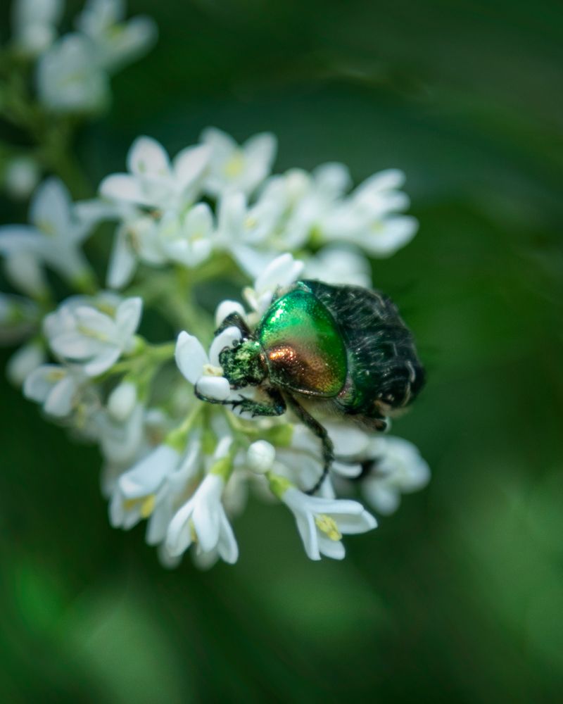 Моя Прелесть!!!!.....