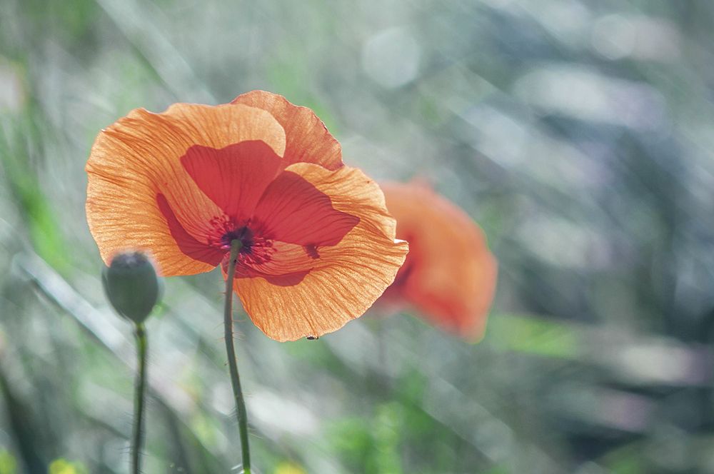 Photograph by Svetlana Rizzo