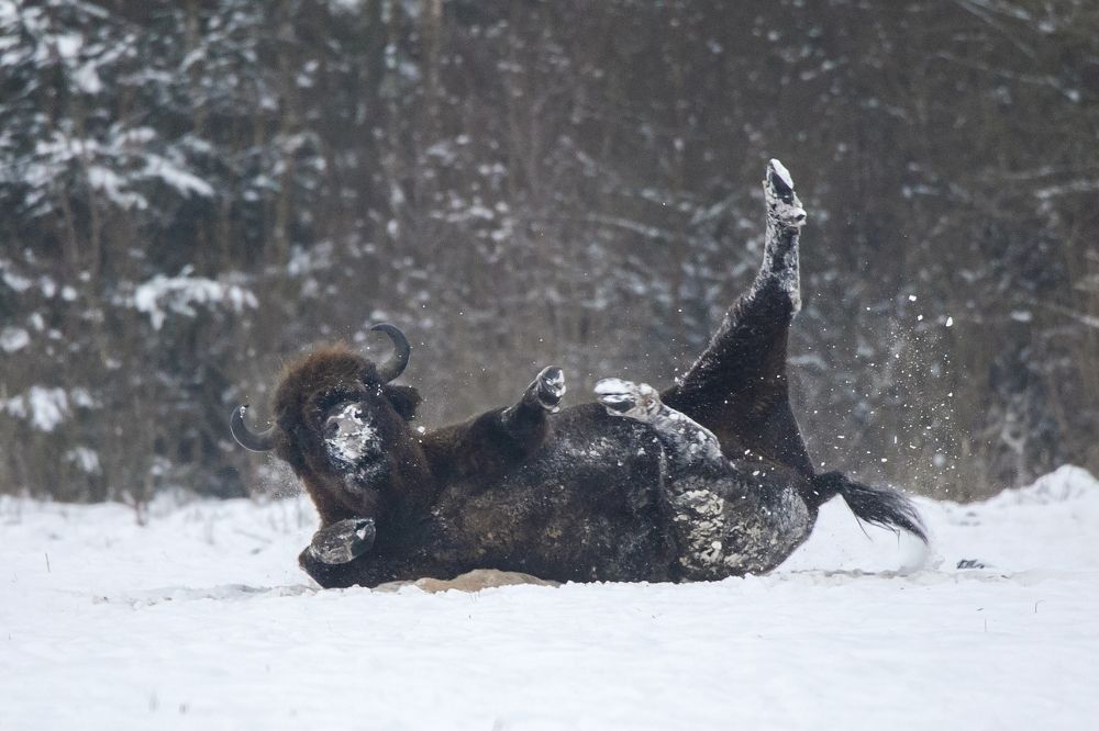 Зимние забавы