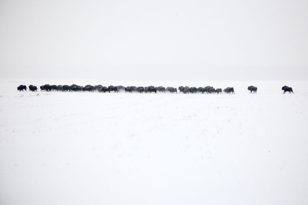 Зимний забег