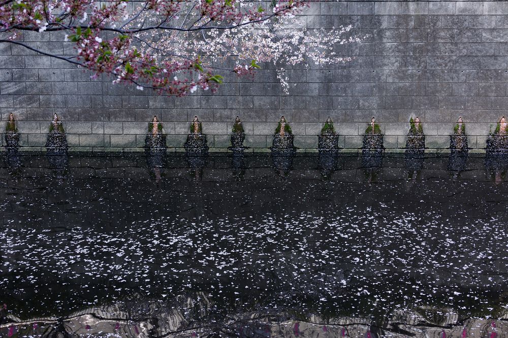 Cherry Blossoms After Winter