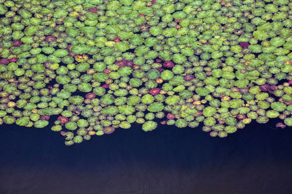 Carpet on water